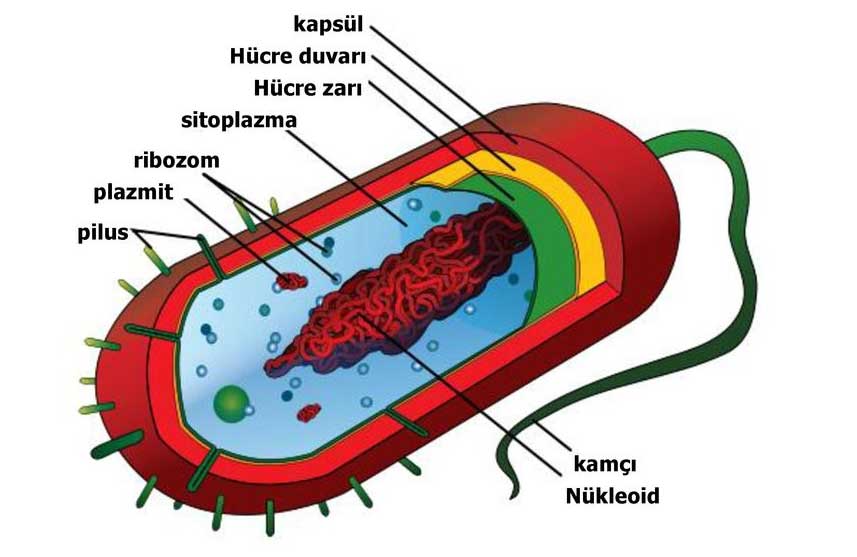 Bir bakterinin yapısı