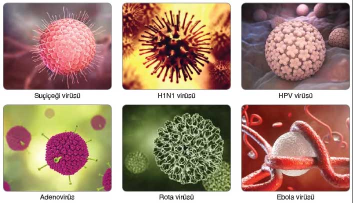 Bazı virüs türleri