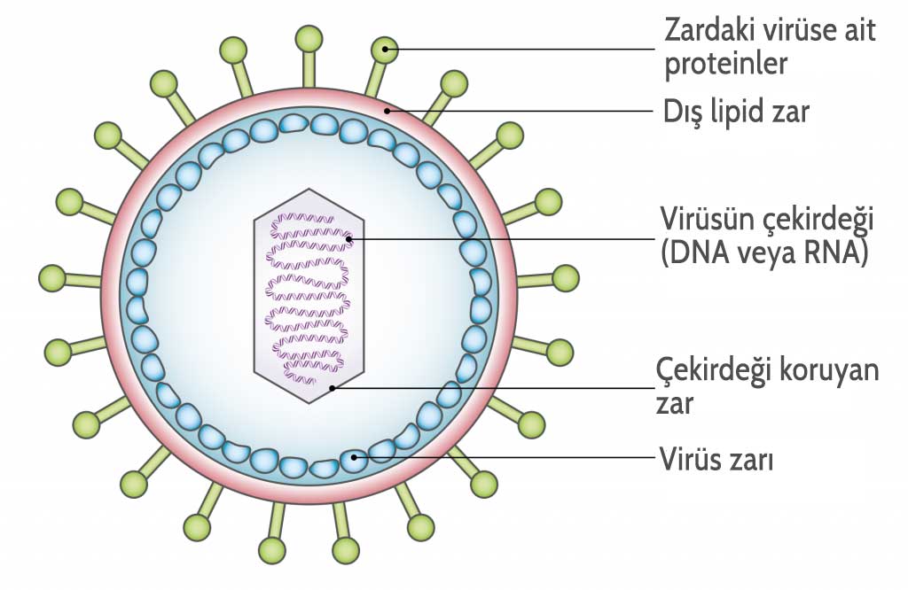 Bir virüsün yapısı