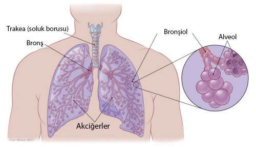 Akciğerlerin Anatomisi